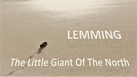 Doclights - Lemming: The Little Giant of the North (2017)