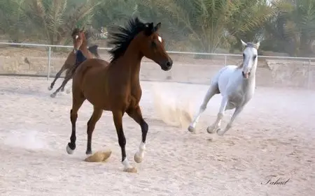 Horses
