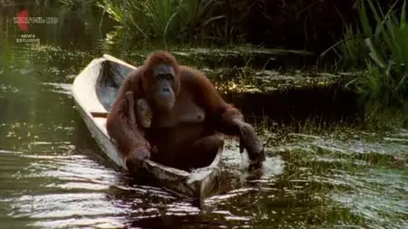 UKTV - Attenborough’s Natural Curiosities: Series 3 (2015)