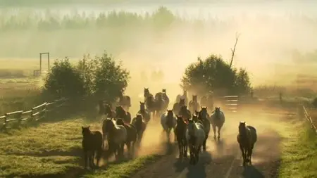 BBC Storyville - Buck: The Real Horse Whisperer (2013)