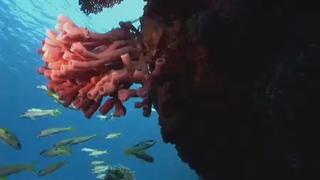 Water Life: Episode 21 - The Underwater City / Mundos de agua / Водная жизнь. Серия 21 - Подводный город (2008) 