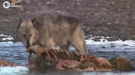 PBS - Grizzly (2009)