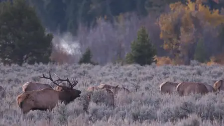 Elk Country (2025)