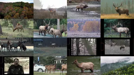 Elk Country (2025)