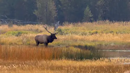 Elk Country (2025)