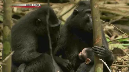 NHK Wildlife - The Monkey with a Thousand Faces: Crested Black Macaque (2013)