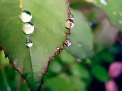 Drops of water