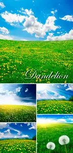 Stock Photo - Dandelion Field