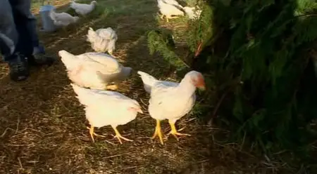 Hugh's Chicken Run