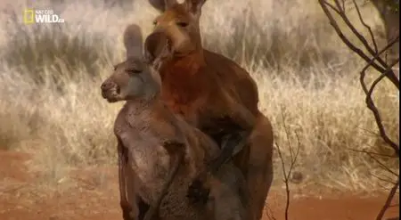 National Geographic - The Kangaroo King (2015)