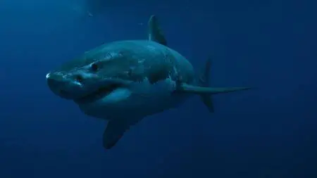 Discovery Channel - Shark Week - Bloodline: The Spawn of Jaws (2018)