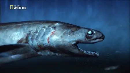 National Geographic - Shocking Sharks (2014)