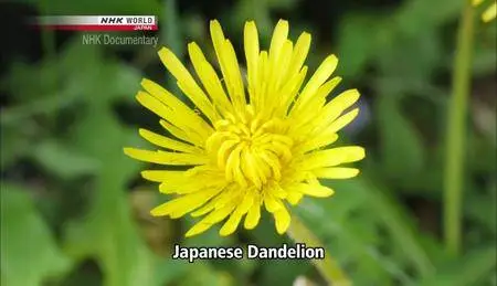NHK - Meiji Jingu Forest: A 100-Year Experiment (2015) [Repost]