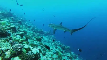 Discovery Channel Shark Week - Extinct or Alive: The Lost Shark (2019)