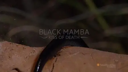 Smithsonian Channel - Black Mamba: Kiss of Death (2013)
