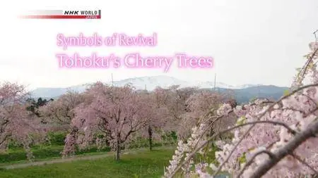 NHK - Tohoku's Cherry Blossoms (2017)