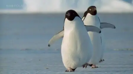 BBC Natural World - Penguins of the Antarctic (2006)