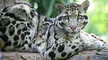 Wallpapers - Animals (pack 4)