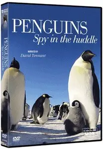 BBC - One Penguins Spy In The Huddle (2013)