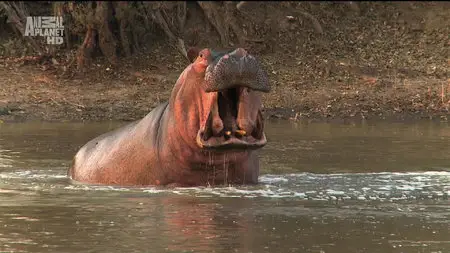 Karina - Wild on Safari - S01E04