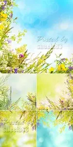 Stock Photo - Wild Flowers Cards
