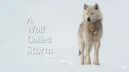 BBC Natural World - A Wolf Called Storm (2012)