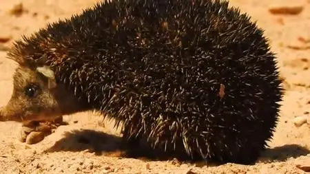 Thar Indias Great Desert (2017)