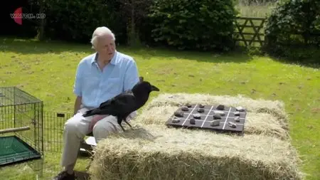 UKTV - Attenborough’s Natural Curiosities: Series 3 (2015)