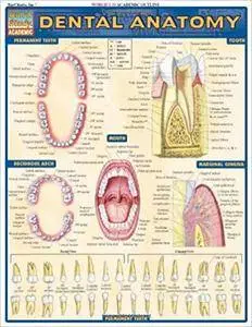 BarCharts QuickStudy Dental Anatomy