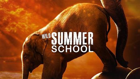 Doclights - Wild Summer School (2021)