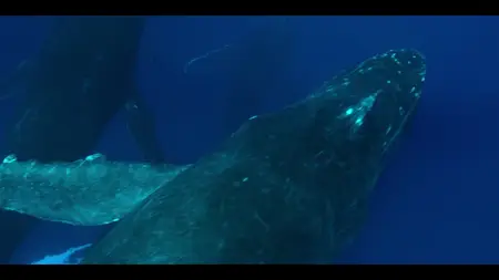 Our Oceans S01E01