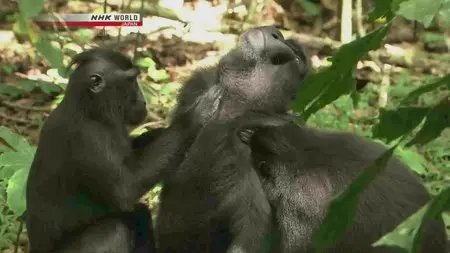 NHK Wildlife - The Monkey with a Thousand Faces: Crested Black Macaque (2013)