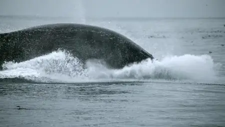 BBC Natural World - Humpback Whales: A Detective Story (2019)