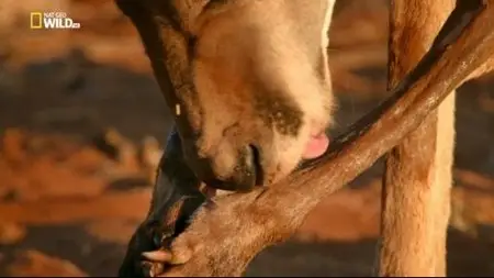 National Geographic - The Kangaroo King (2015)