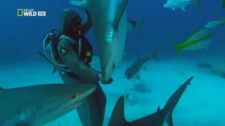 National Geographic - Shocking Sharks (2014)