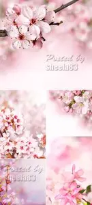 Stock Photo - Pink Spring Flowers