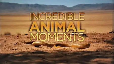 Smithsonian Ch. - Incredible Animal Moments (2018)