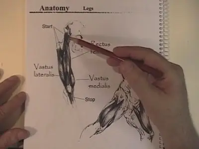 Sheldons Art Academy Videos 10-13 Anatomy
