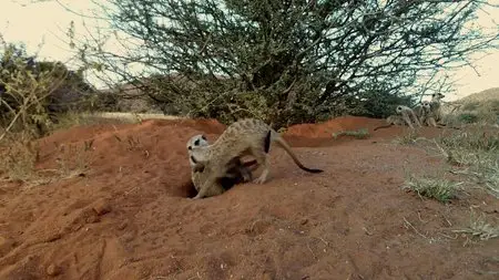 News from the Meerkats (2013)