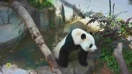National Geographic - Making Pandas (2016)