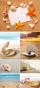 Stock Photo - Seashells 2