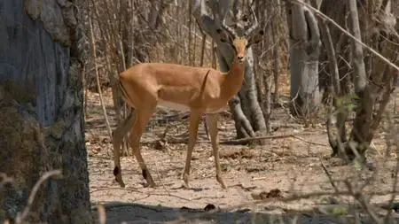 PBS - Nature Series 38 Part 6: Okavango: River of Dreams :Episode 3 Inferno (2019)