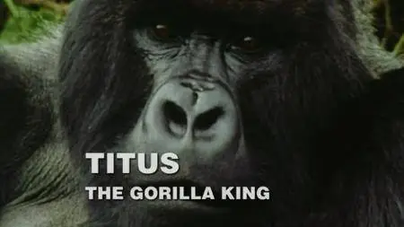 BBC Natural World - Titus: The Gorilla King (2008)