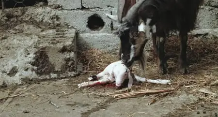 Le quattro volte (2010)