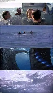 The Reef (2010)