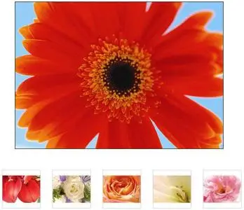 ImageDJ - Close-ups of Flowers II