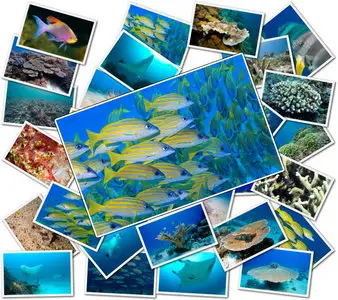 Deep Sea Animal Wallpapers