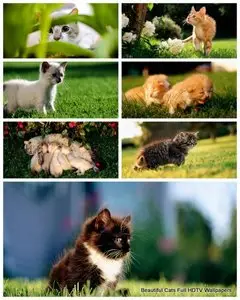 Beautiful Cats Full HDTV Wallpapers