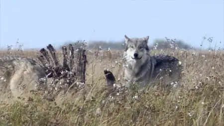 BBC Natural World - A Wolf Called Storm (2012)