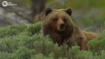 PBS - Grizzly (2009)